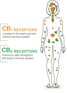 endocannabinoid system receptor points