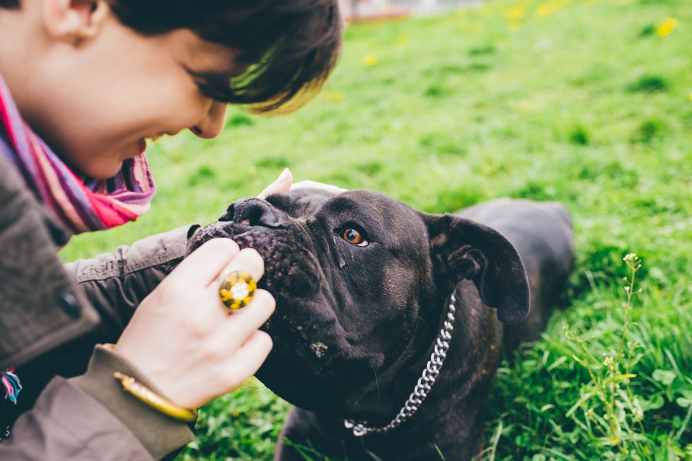 Hemp Oil for Dogs Hemp Oil for Dogs