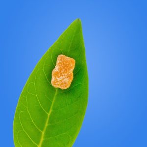 tasty hemp oil cbd gummy bears