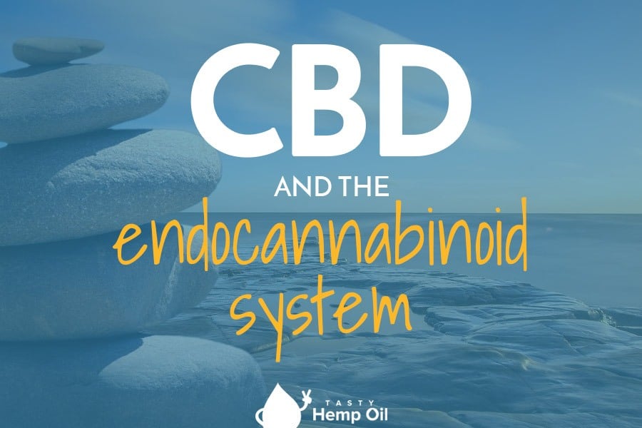 cbd endocannabinoid system